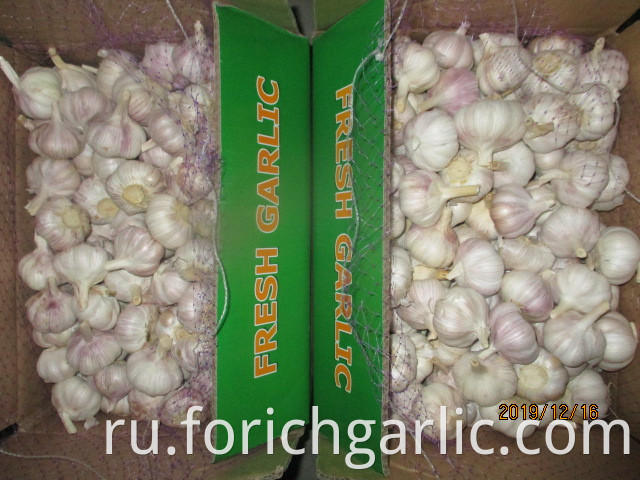 How Do You Store Garlic